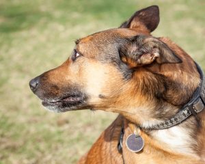 Your dog is anxious - what now? What to do when your dog is anxious, Callahan Techniques Thought Field Therapy Tapping, dog anxiety, pet anxiety, horse anxiety, dog anxiety treatment, how to calm an anxious dog