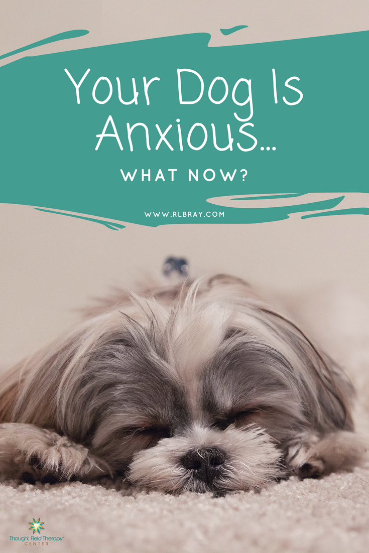 Your dog is anxious - what now? What to do when your dog is anxious, Callahan Techniques Thought Field Therapy Tapping, dog anxiety, pet anxiety, horse anxiety, dog anxiety treatment, how to calm an anxious dog